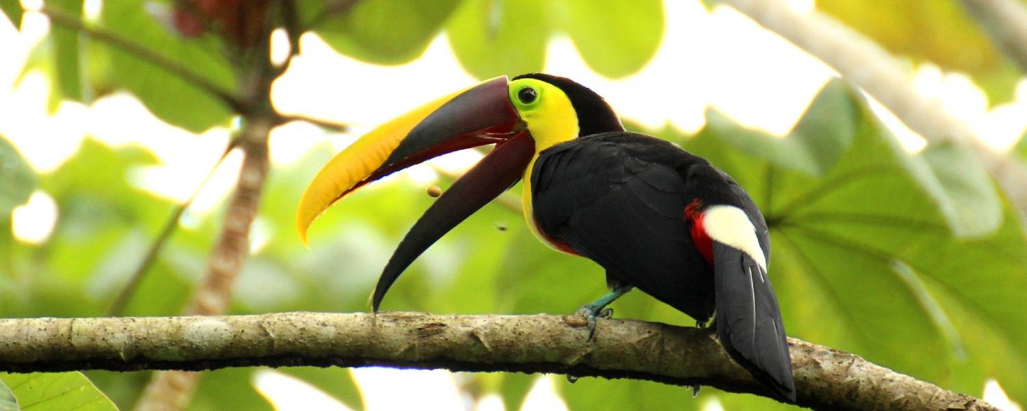 Toucan Costa Rica