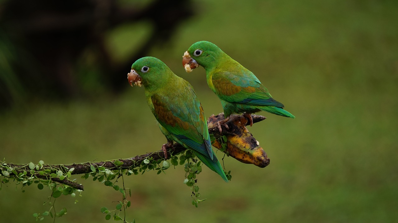 parakeets birds