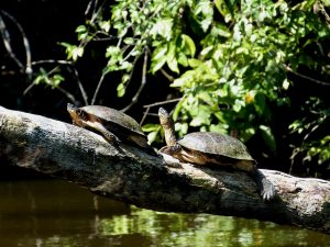 Turtles in Costa Rica