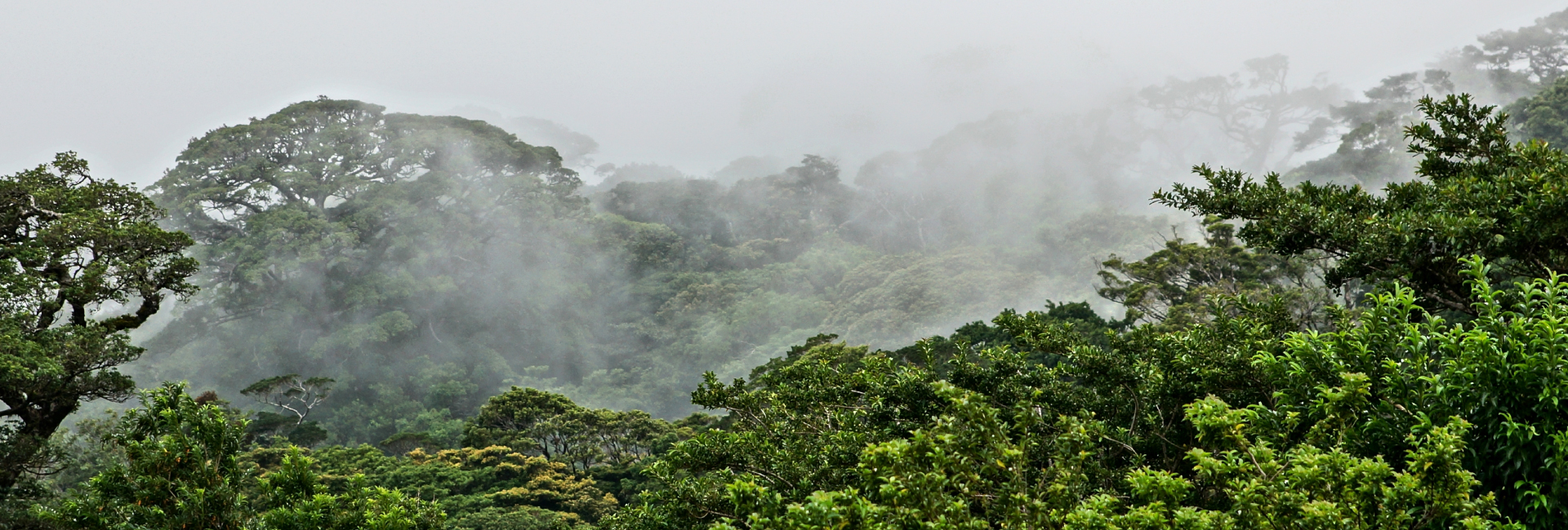 Cloudforest in Costa Rica